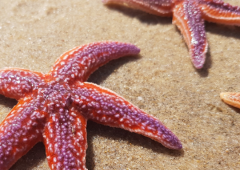 Pêche à pied - JUILLET 2025 / Arzon (56)-3