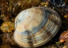 Pêche à pied - JUILLET 2025 / Arzon (56)-5