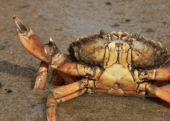 Pêche à pied - JUILLET 2025 / Arzon (56)-1